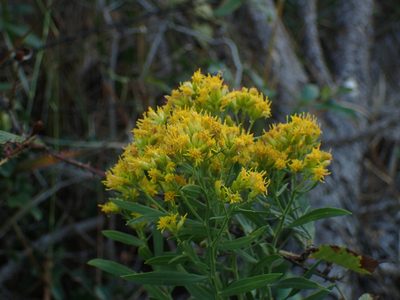 Euthamia scabra, photographed by John Baur