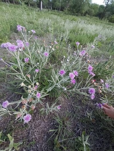 Lessingianthus mollissimus, photographed by Tomás Carranza Perales