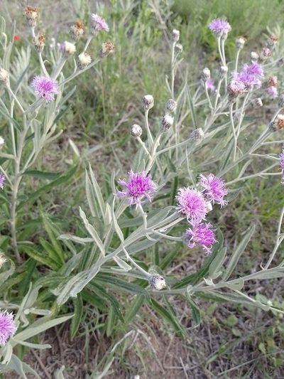 Lessingianthus mollissimus, photographed by Tomás Carranza Perales
