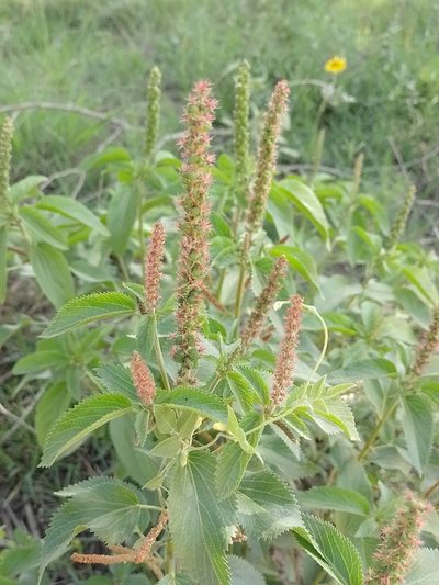Acalypha communis, photographed by Tomás Carranza Perales
