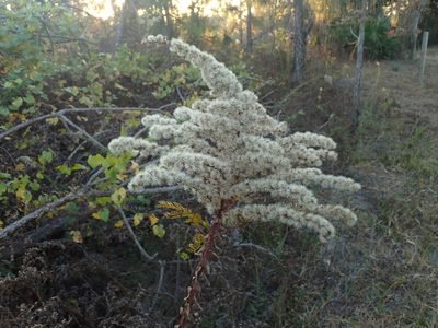 Solidago fistulosa, photographed by John Baur