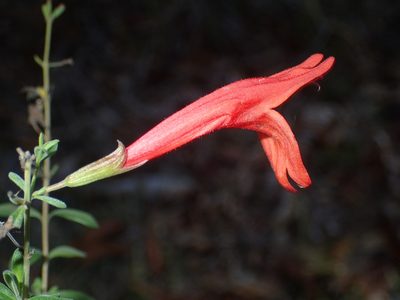Clinopodium coccineum, photographed by John Baur