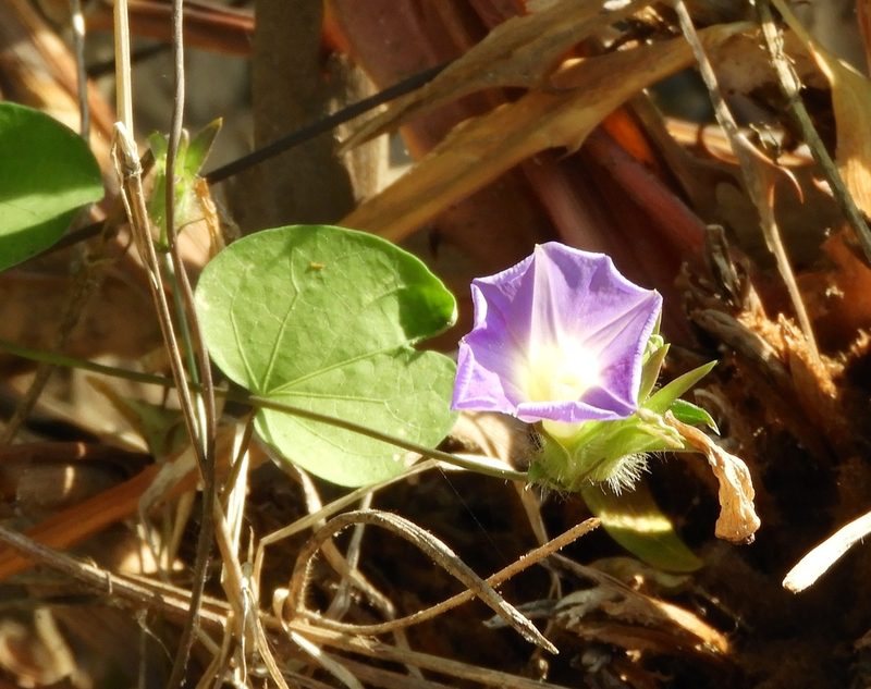 Ipomoea meyeri, photographed by Francisco Farriols Sarabia