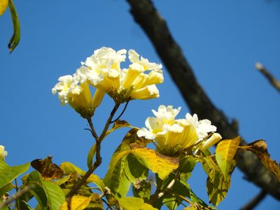 Handroanthus impetiginosus, photographed by Francisco Farriols Sarabia