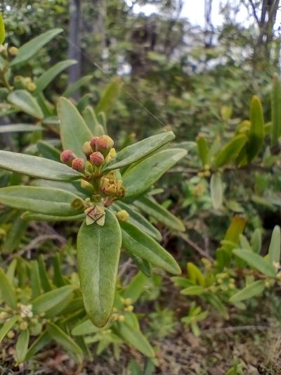 Santalum obtusifolium, photographed by Tricia Kaye