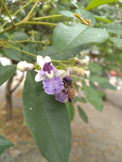 Vitex megapotamica, photographed by Lucas Kaminski