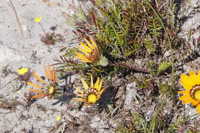 Gazania pectinata, photographed by Tony Rebelo