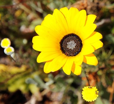 Arctotis leptorhiza, photographed by Tony Rebelo