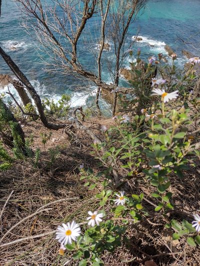 Olearia tomentosa, photographed by Tricia Kaye