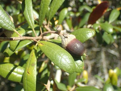 Quercus geminata, photographed by John Baur