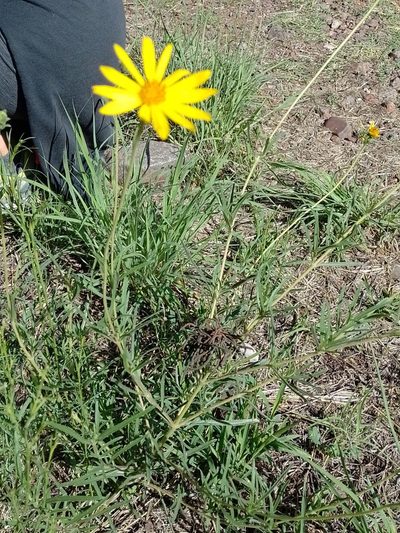 Zexmenia buphtalmiflora, photographed by Tomás Carranza Perales