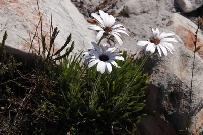 Dimorphotheca nudicaulis, photographed by Tony Rebelo