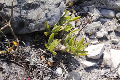 Tylecodon grandiflorus, photographed by Tony Rebelo