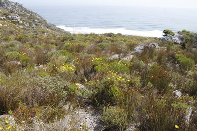 Euryops abrotanifolius, photographed by Tony Rebelo