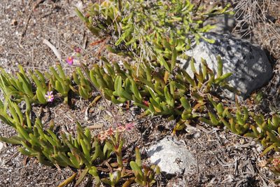 Ruschia sarmentosa, photographed by Tony Rebelo