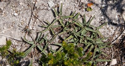 Euphorbia tuberosa, photographed by Tony Rebelo