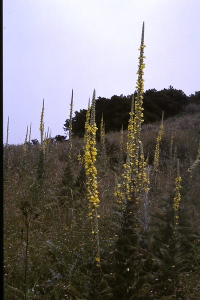 Verbascum macrurum, photographed by Simon Tonge