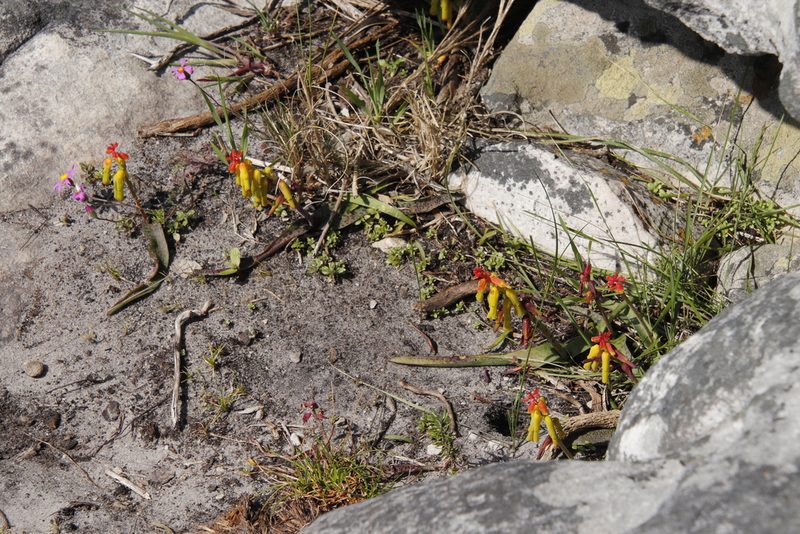 Lachenalia luteola, photographed by Tony Rebelo