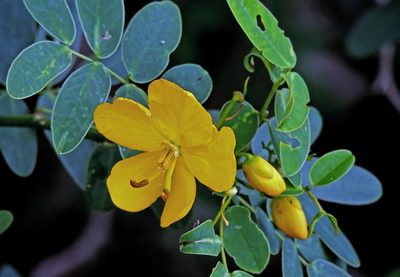 Senna bicapsularis, photographed by Hugo Hulsberg