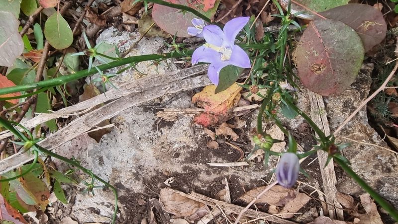 Campanula pyramidalis, photographed by TadejM