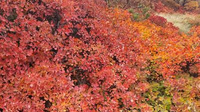 Cotinus coggygria, photographed by TadejM