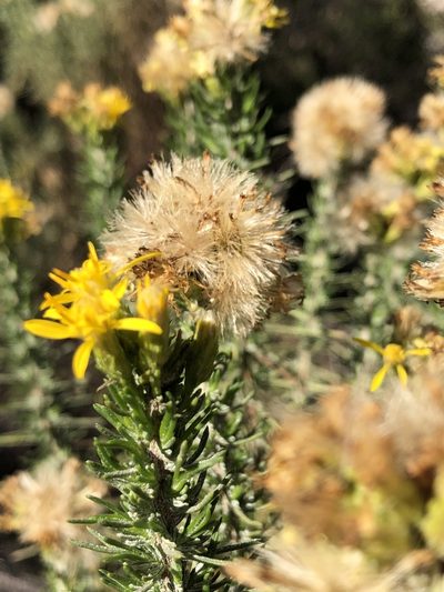 Ericameria pinifolia, photographed by Sophia K