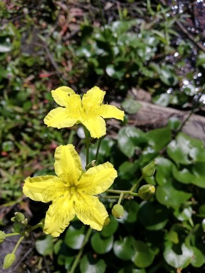 Ornduffia reniformis, photographed by Tricia Kaye