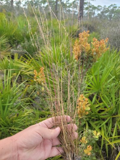 Aristida gyrans, photographed by Jay Horn