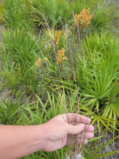 Aristida gyrans, photographed by Jay Horn