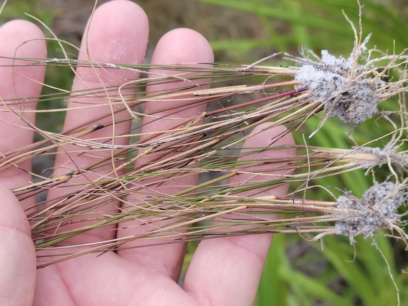 Aristida gyrans, photographed by Jay Horn
