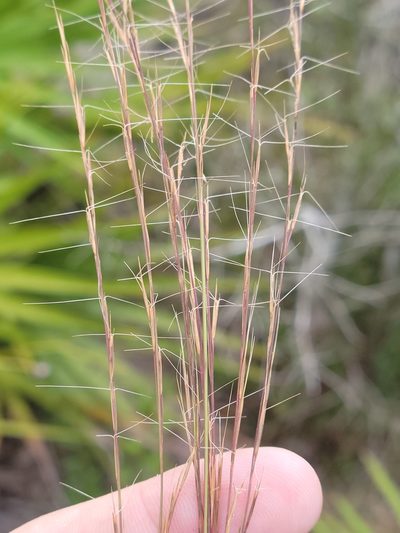 Aristida gyrans, photographed by Jay Horn