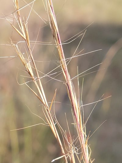 Aristida condensata, photographed by Jay Horn