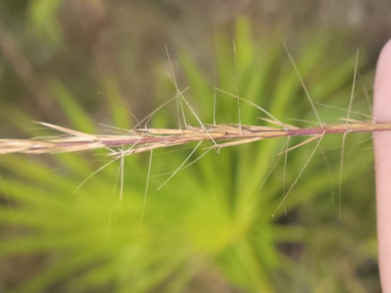 Aristida condensata, photographed by Jay Horn