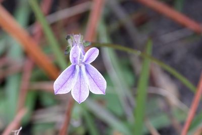 Lobelia brevifolia, photographed by Lauren McLaurin