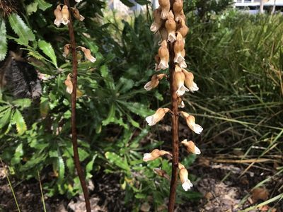 Gastrodia procera, photographed by Miguel de Salas