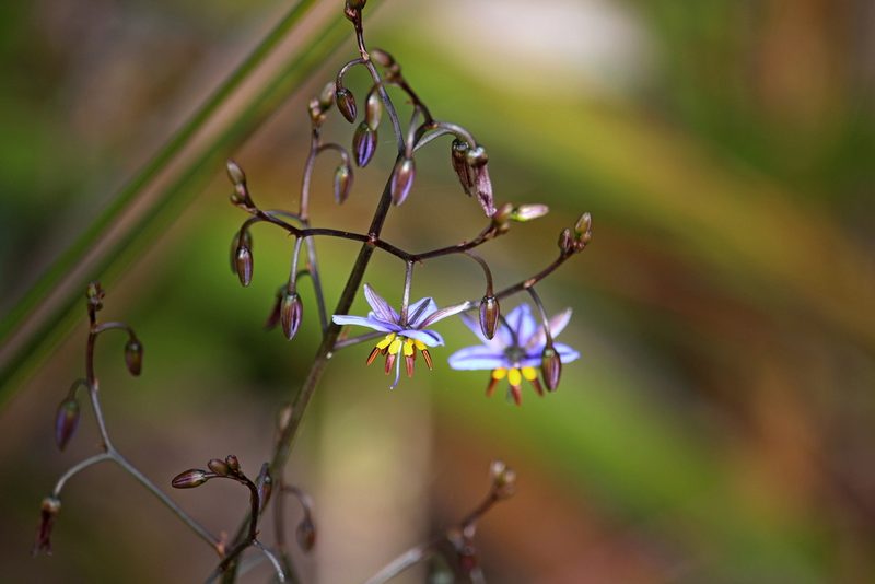 Dianella tasmanica, photographed by Tim