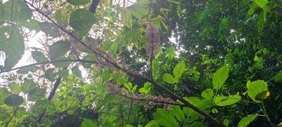 Urera baccifera, photographed by ritirene