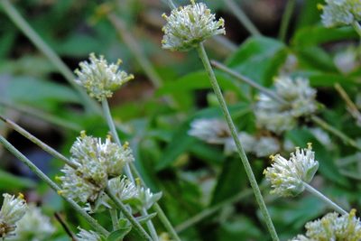 Gomphrena perennis, photographed by Hugo Hulsberg