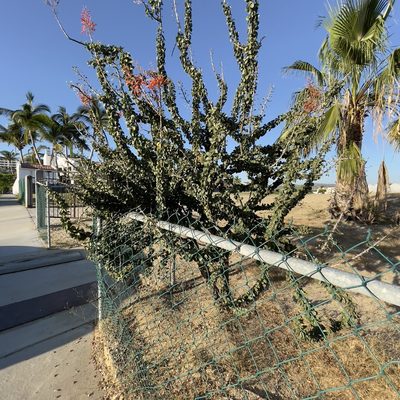 Fouquieria diguetii, photographed by Bill Levine