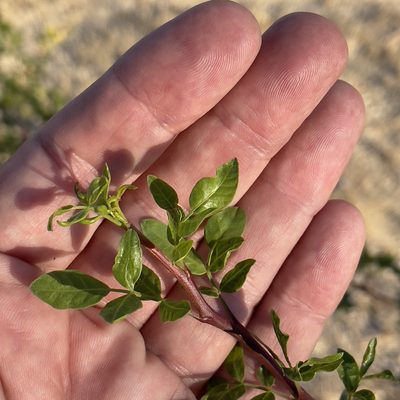 Bursera fagaroides, photographed by Bill Levine