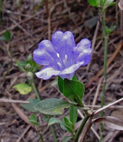 Ruellia erythropus, photographed by Hugo Hulsberg
