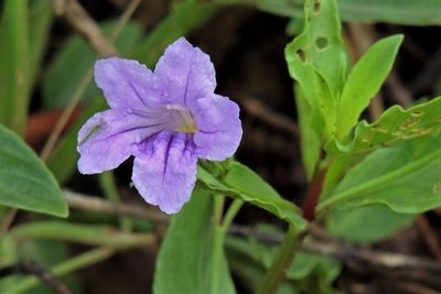 Ruellia erythropus, photographed by Hugo Hulsberg