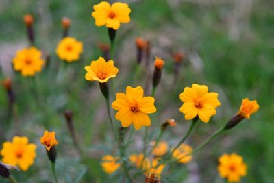 Tagetes tenuifolia, photographed by Neptalí Ramírez Marcial