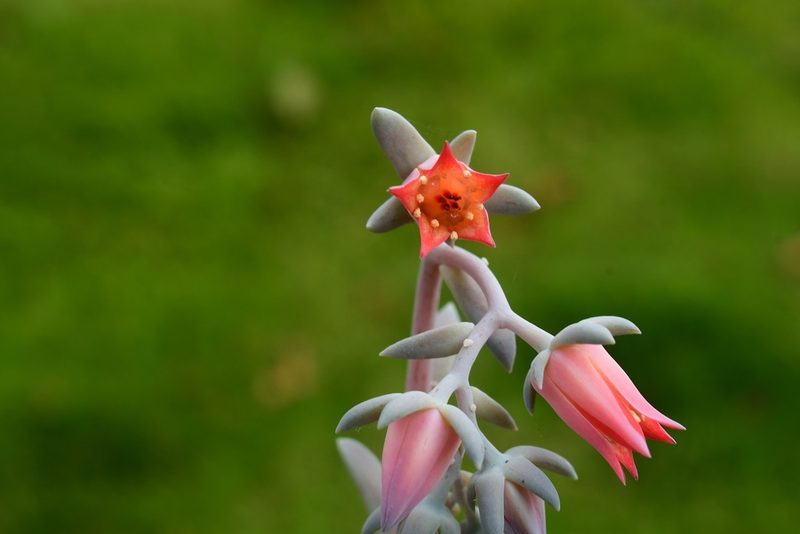 Echeveria prunina, photographed by Neptalí Ramírez Marcial