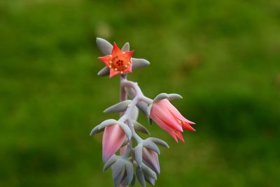 Echeveria prunina, photographed by Neptalí Ramírez Marcial