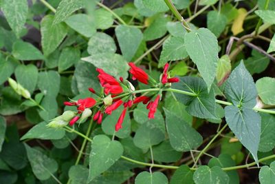 Salvia holwayi, photographed by Neptalí Ramírez Marcial