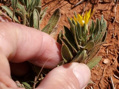 Heterotheca canescens, photographed by Craig Martin