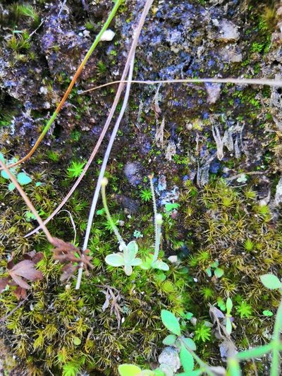 Pinguicula crenatiloba, photographed by Ana Nuño