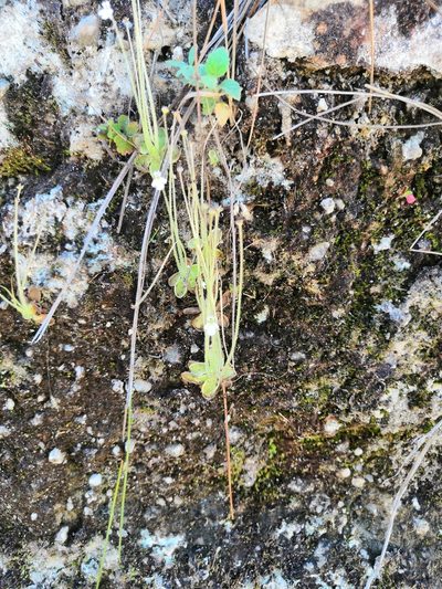 Pinguicula crenatiloba, photographed by Ana Nuño