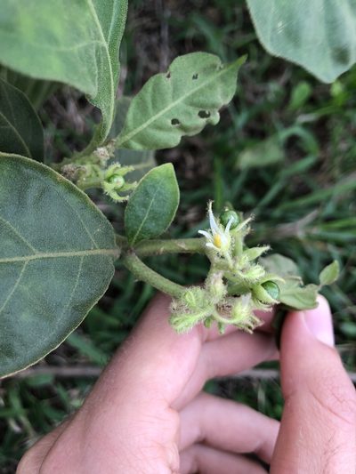 Solanum jamaicense, photographed by Skjold Søndergaard